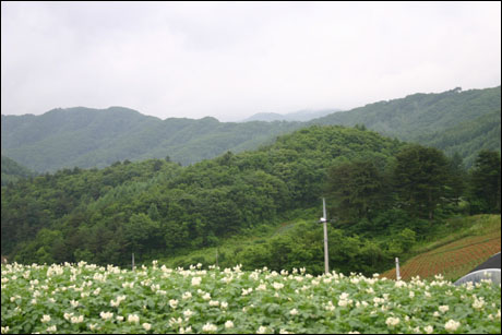 송한리에서 바라본 산하(3) 